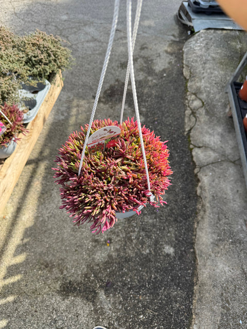 Simegarden Delosperma "desert dancers" 18 cm - XXL / Red