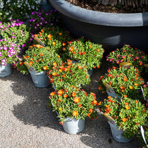 Simegarden Delosperma sun diamond