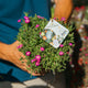 Simegarden Delosperma sun diamond 14 cm / Fucsia