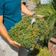 Simegarden Delosperma sun diamond 40 cm / Arancione