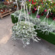 Simegarden Dichondra argentea 17 cm