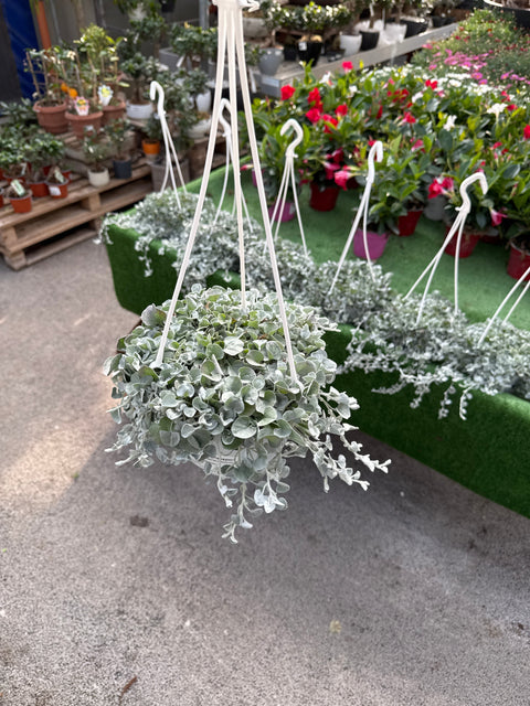 Simegarden Dichondra argentea 17 cm