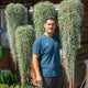 Simegarden Dichondra argentea 20 cm