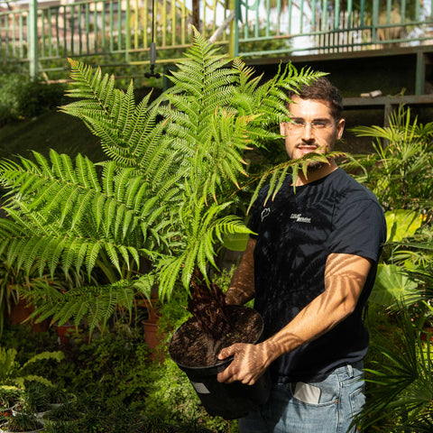 Simegarden Dicksonia antarctica