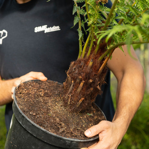 Simegarden Dicksonia antarctica