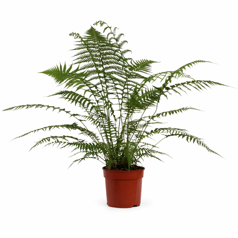 Simegarden Dicksonia antarctica 24 cm