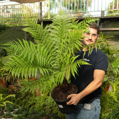 Simegarden Dicksonia antarctica 25 cm