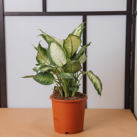 Simegarden Dieffenbachia seguine Camilla