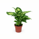 Simegarden Dieffenbachia seguine compacta 12 cm
