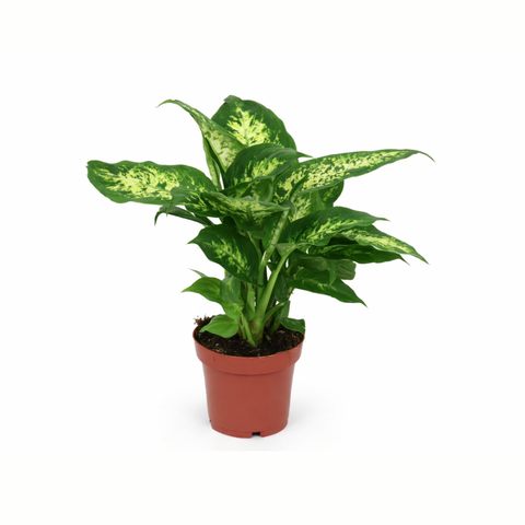 Simegarden Dieffenbachia seguine compacta 12 cm