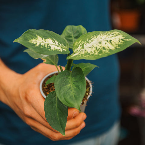 Simegarden Dieffenbachia seguine compacta 8.5 cm