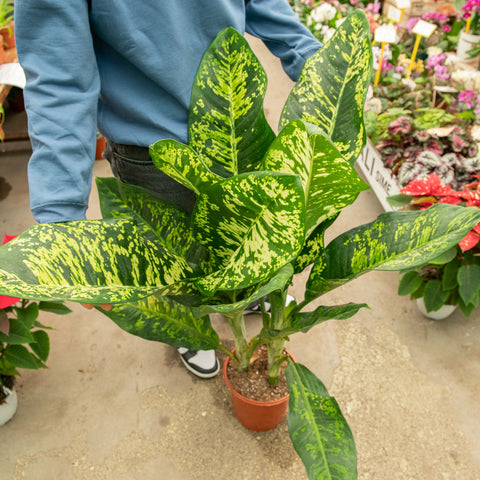dieffenbachia foglie cadenti Dieffenbachia seguine crown