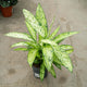Simegarden Dieffenbachia vesuvio 17 cm