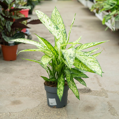 Simegarden Dieffenbachia vesuvio 17 cm
