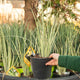 Simegarden Dietes iridioides "milky way" 18 cm