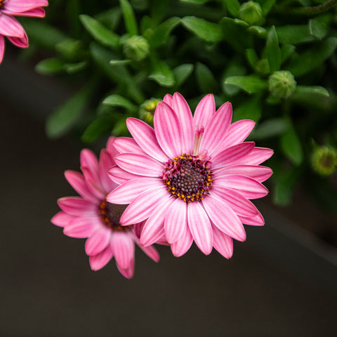 Simegarden Dimorfoteca