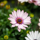 Simegarden Dimorfoteca