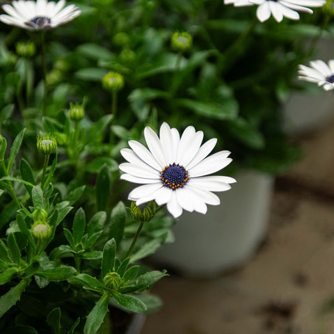 Simegarden Dimorfoteca