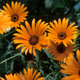 Simegarden Dimorfoteca 14 cm / Arancione
