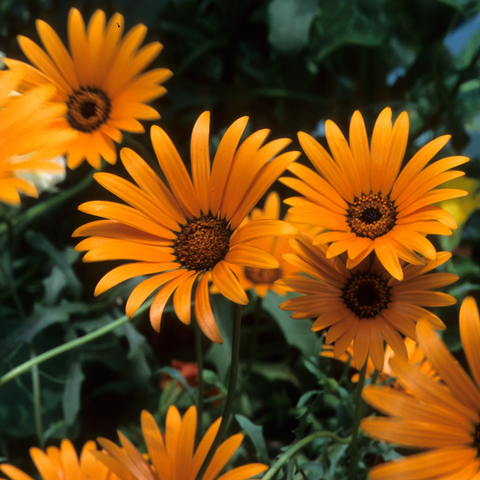 Simegarden Dimorfoteca 14 cm / Arancione
