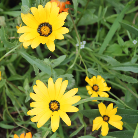 Simegarden Dimorfoteca 14 cm / Giallo