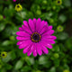 Simegarden Dimorfoteca 14 cm / Viola
