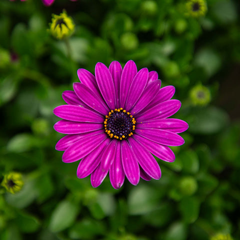 Simegarden Dimorfoteca 14 cm / Viola