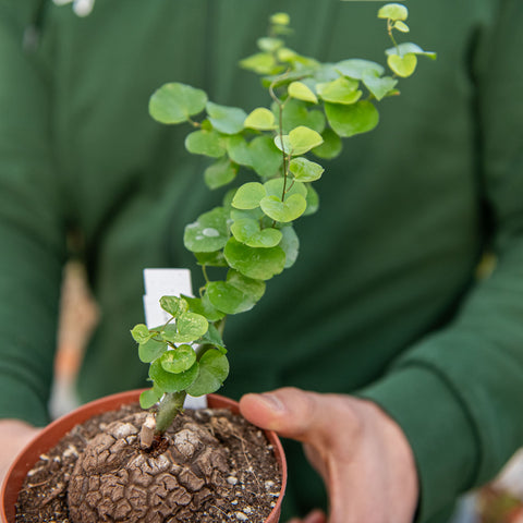 Simegarden Dioscorea elephantipes