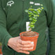 Simegarden Dioscorea elephantipes
