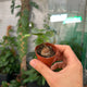 Simegarden Dioscorea elephantipes baby