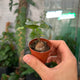 Simegarden Dioscorea elephantipes baby