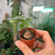 Simegarden Dioscorea elephantipes baby