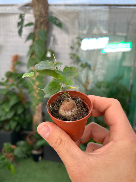 Simegarden Dioscorea elephantipes baby