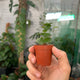 Simegarden Dioscorea elephantipes baby