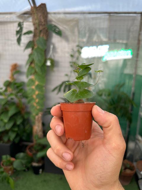 Simegarden Dioscorea elephantipes baby