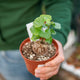 Simegarden Dioscorea elephantipes Pianta da collezione / 10.5 cm