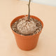 Simegarden Dioscorea elephantipes Pianta da collezione / 12cm