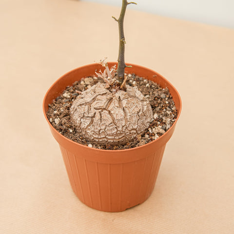 Simegarden Dioscorea elephantipes Pianta da collezione / 12cm
