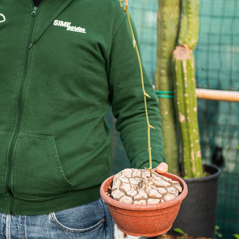 Simegarden Dioscorea mexicana 20 cm