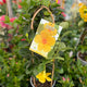 Simegarden Dipladenia gialla 17 cm