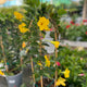 Simegarden Dipladenia gialla 17 cm