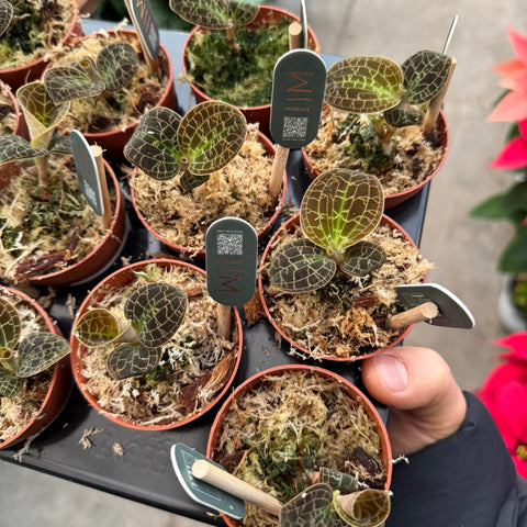 Simegarden Dossinia marmorata 7 cm