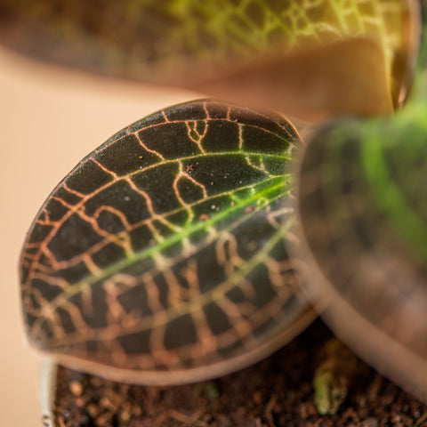 Simegarden Dossinia marmorata 7cm
