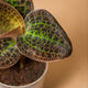 Simegarden Dossinia marmorata 7cm