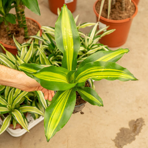 Simegarden Dracaena fragrans burley 13 cm