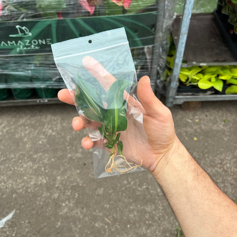 Simegarden Dracaena fragrans in idrocoltura