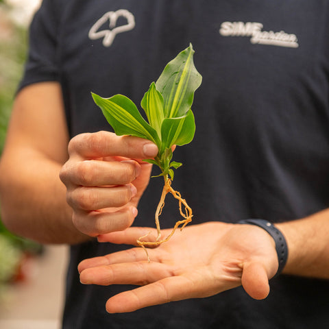 Simegarden Dracaena fragrans in idrocoltura