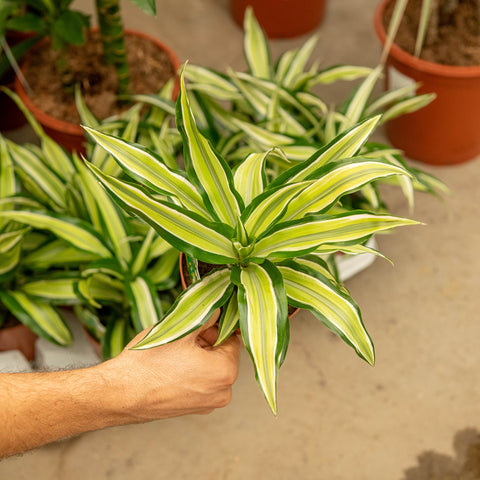 Simegarden Dracaena fragrans malaika 12 cm
