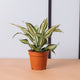 Simegarden Dracaena fragrans malaika 9 cm