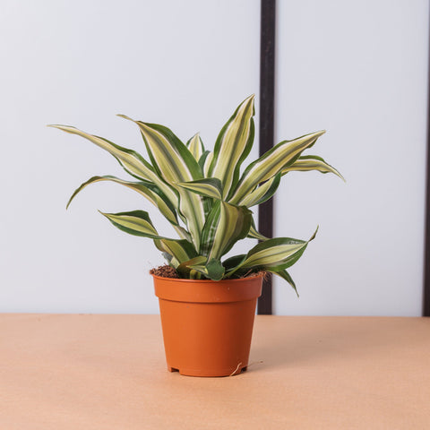 Simegarden Dracaena fragrans malaika 9 cm